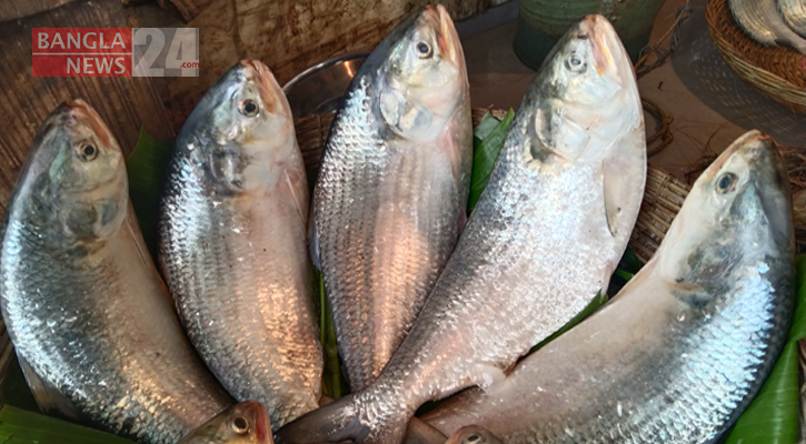 Hilsa price remains high even in peak season 
