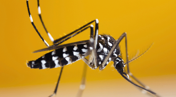 One dies of dengue, 240 hospitalised in last 24 hours