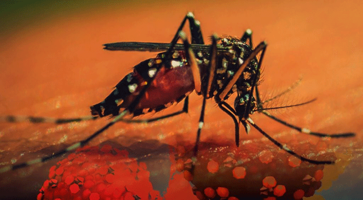 Dengue: 5 die, 440 hospitalised in last 24 hours