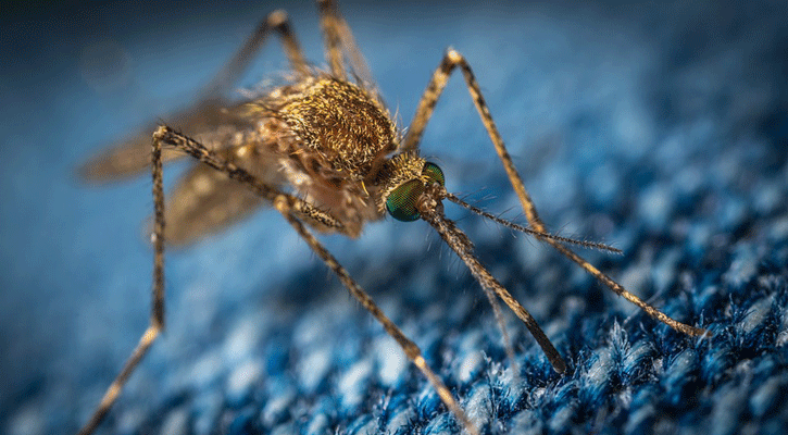 Dengue: Four die, 426 hospitalised in last 24 hours