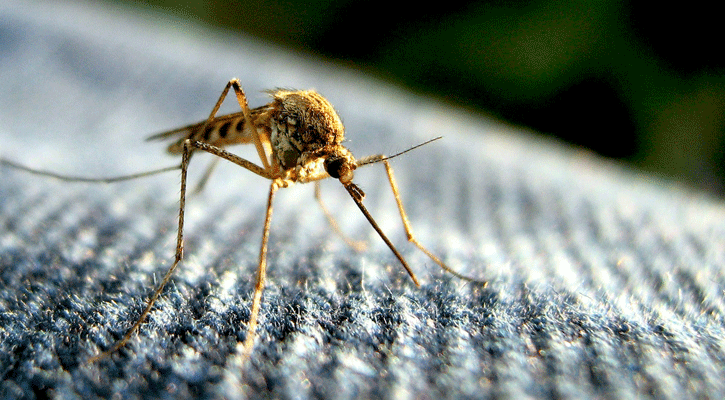 Dengue: Two die, 125 hospitalised in last 24 hours