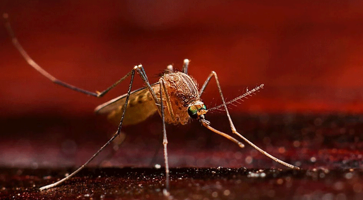 Dengue fever: 3 die, 889 hospitalised in 24 hours