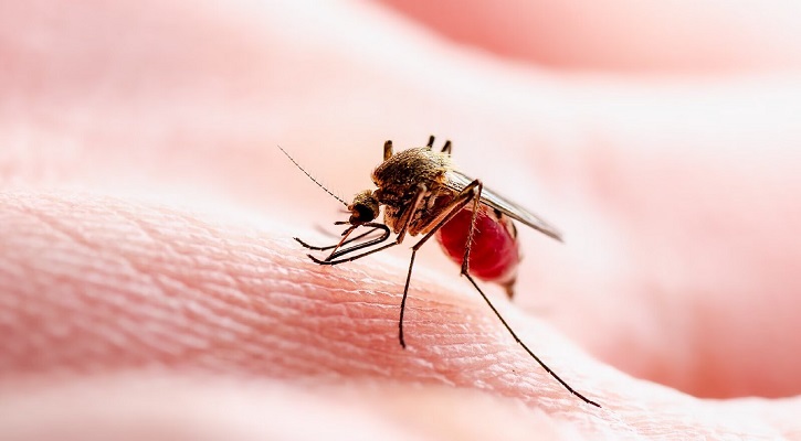 Dengue fever: 7 die, 1,058 hospitalised in 24 hours
