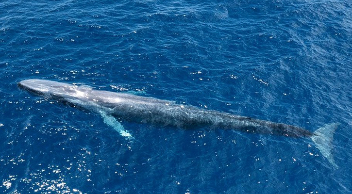 Blue whales: Ocean giants return to 'safe' tropical haven