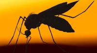 Dengue: 2 die, 311 hospitalized in last 24hrs