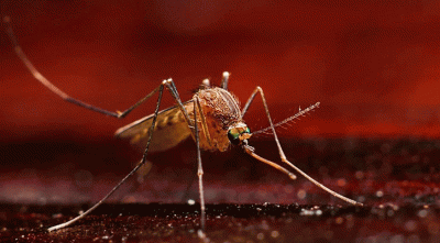 Dengue: 48 more patients hospitalized in 24 hrs