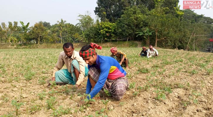 চাঁদপুরে আলুর বাম্পার ফলনের আশা কৃষকের