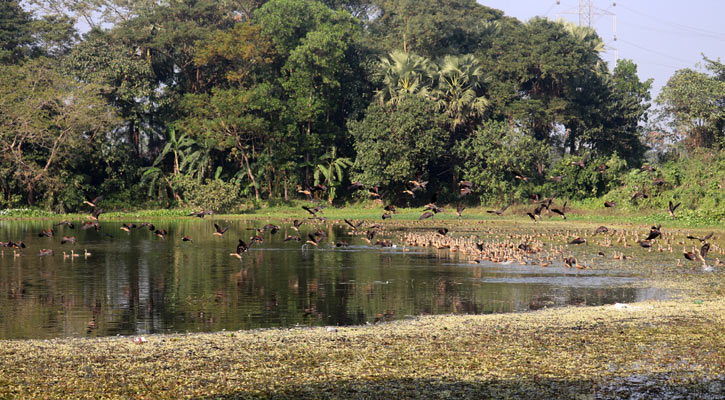 অতিথি পাখির কলকাকলিতে মুখর জাম্বারার দিঘী 