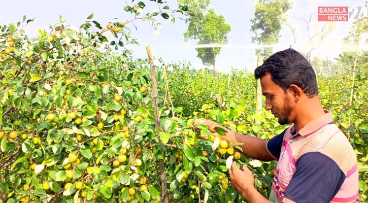 ঝুঁকি নিয়ে বরই চাষ, বাম্পার ফলনে খুশি কৃষক এনায়েত