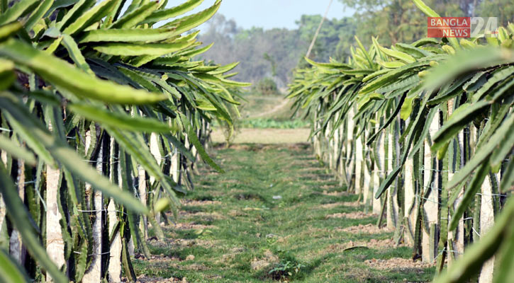 ড্রাগন ফলে স্বপ্ন দেখছেন কুষ্টিয়ার আশিকুল