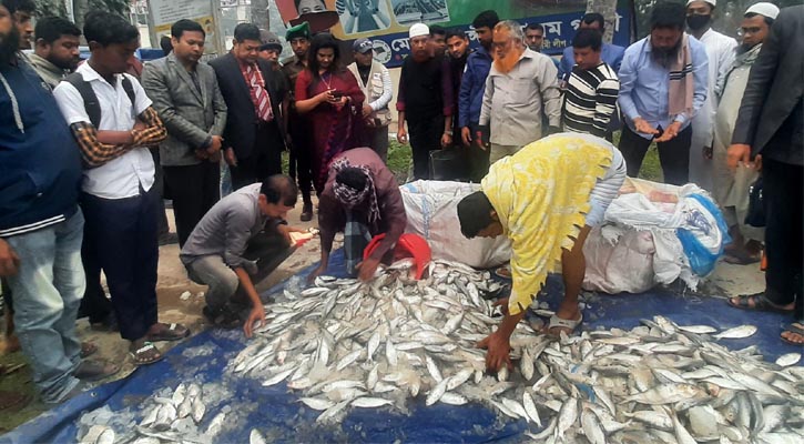 চাঁদপুরে পাচারকালে সাড়ে ১২ মণ জাটকা জব্দ