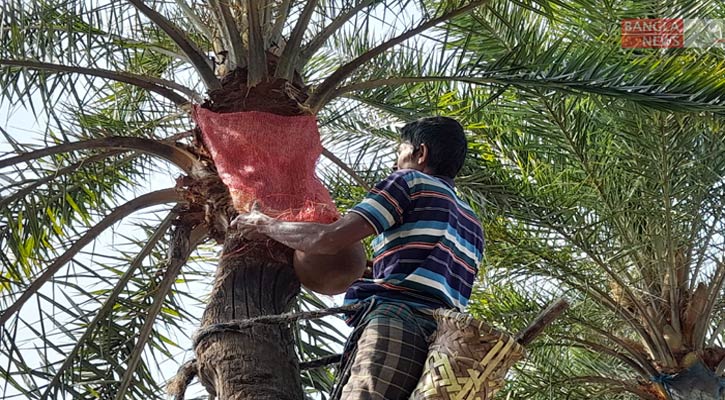 খেজুরের রস নামিয়ে ফেরা হলো না গাছির!