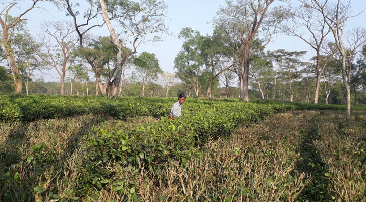 ত্রিপুরায় বাগানে বাগানে চলছে চা মৌসুম শুরুর প্রস্তুতি