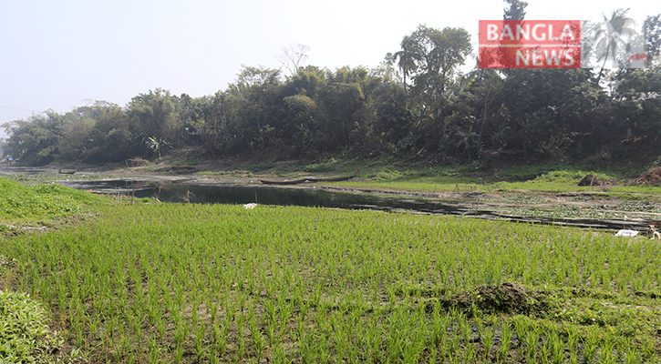 এক সময়ের খরস্রোতা নদীতে এখন ধানের আবাদ