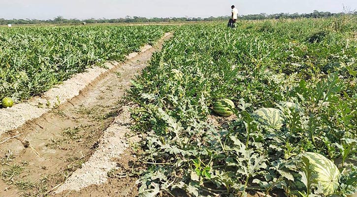 রাজাপুরের বিষখালী নদীর তীরে তরমুজের বাম্পার ফলন