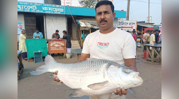 রাজবাড়ীতে সাড়ে ১৭ কেজির কাতল ২৯ হাজারে বিক্রি