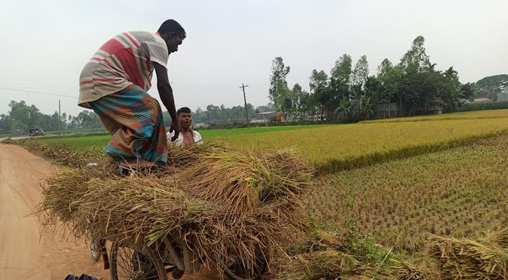 বৈরী আবহাওয়া, আধপাকা ধান কাটছেন কৃষকরা