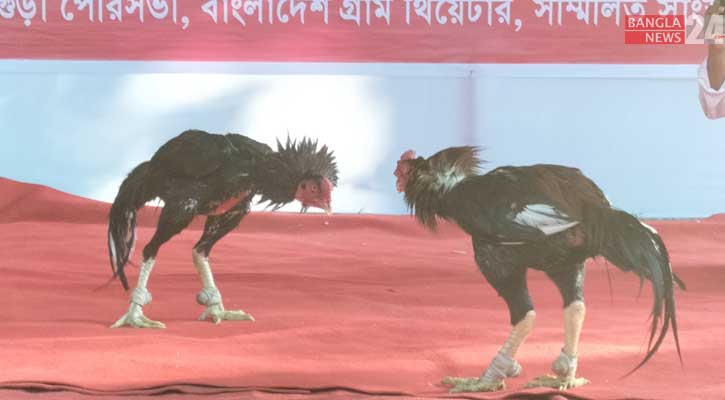 বগুড়ায় বৈশাখী মেলায় মোরগ লড়াই