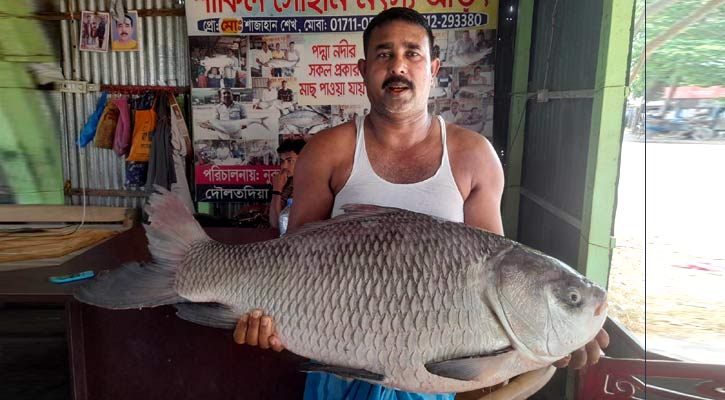 পদ্মায় ধরা পড়ল ১৬ কেজির কাতল