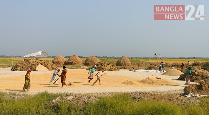 সোনালী ধানের ঘ্রাণে হাওড়বাসীর মুখে হাসি