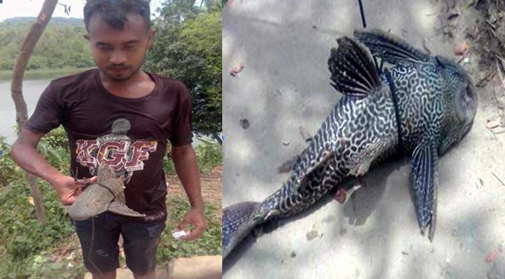 কর্ণফুলী নদীতে ধরা পড়ল সাকার মাছ