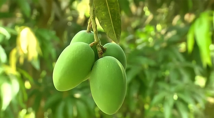 সময় এগিয়ে নিয়ে এলেও যে কারণে আম পাড়ছেন না চাষিরা