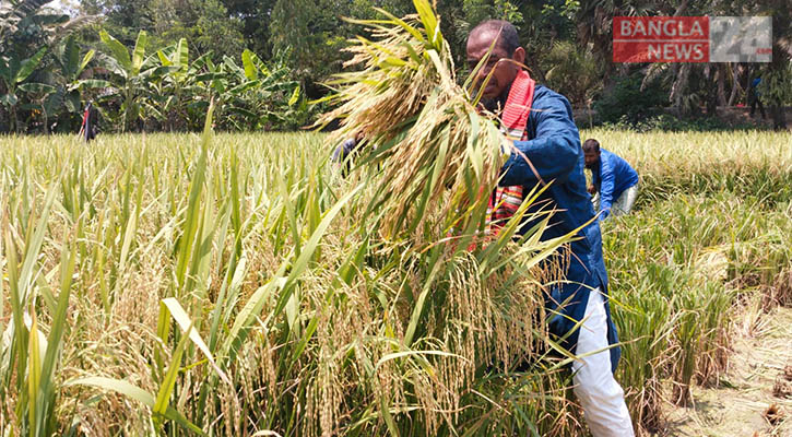 মোখা আতঙ্কে মাঠের বাকি ফসল ঘরে তুলতে ব্যস্ত কৃষকরা