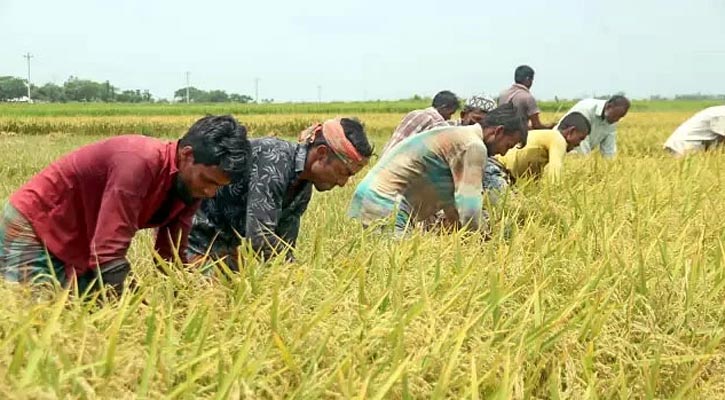 ১০ মাসে ২৭ হাজার কোটি টাকা কৃষিঋণ বিতরণ