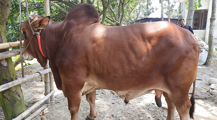 বিশাল আকৃতির ৩ কোরবানির পশু আলোড়ন তুলেছে পাবনার রাজুর খামারে