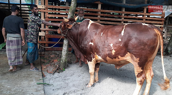 বাগেরহাটে কোরবানির হাট মাতাবে চেয়ারম্যানের টাইগার, বাংলালিংক ও দয়াল