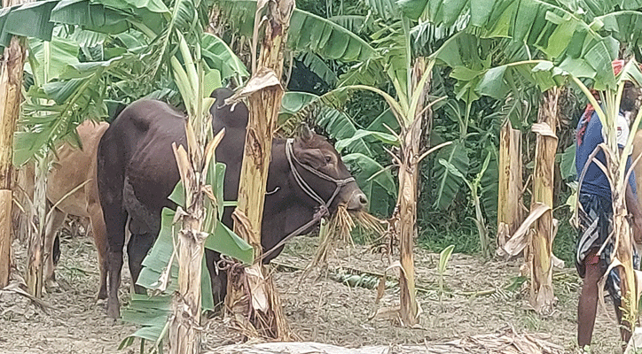 পদ্মা নদীতে ৪৭টি গরু বোঝাই ট্রলার ডুবি, উদ্ধার ১৯ 