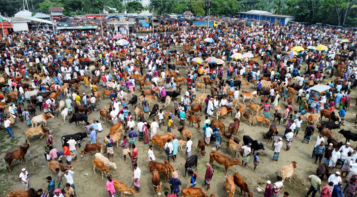 বরগুনার হাটে চাহিদার চেয়ে পশুর সংখ্যা বেশি