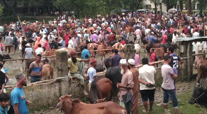 শেষ মুহূর্তে পশুর হাটে ছোট-মাঝারি গরুর চাহিদা বেশি