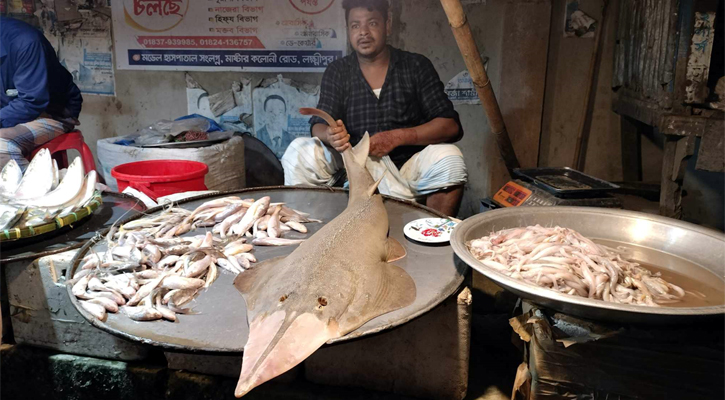 লক্ষ্মীপুর বাজারে দেখা মিলল মহাবিপন্ন 'গিটার ফিশ'