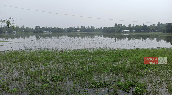 বন্যার পানিতে তলিয়ে গেছে কৃষকের স্বপ্ন