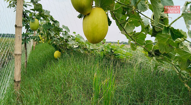 ২৬শ’ ফুট জমিতে সাম্মাম চাষে চমক! 