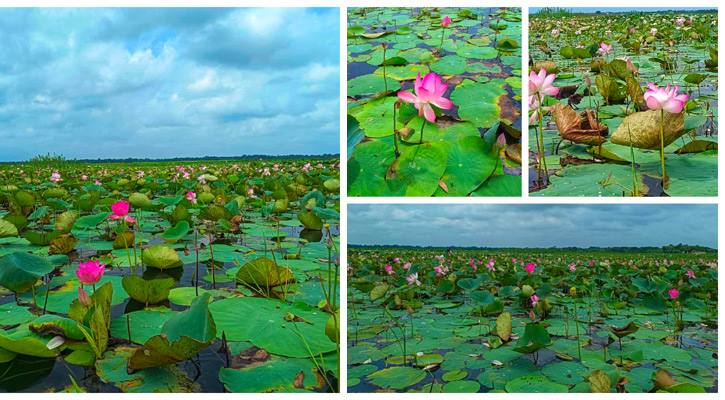 ভূতিয়ার বিলে পদ্মফুলের অভ্যর্থনা