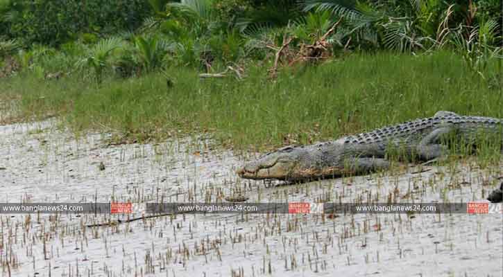 সুন্দরবন সুরক্ষার প্রচেষ্টাকে সমর্থন দিয়েছে ইউনেস্কো 