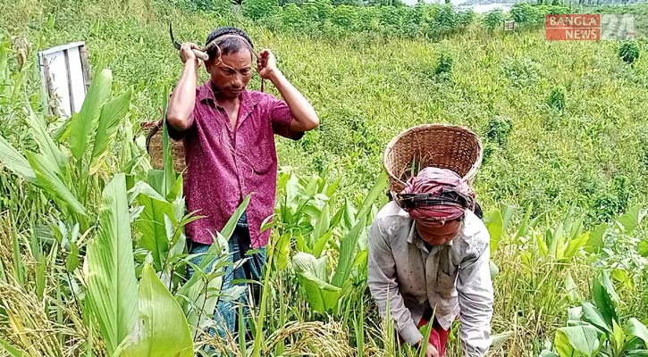 জুম পদ্ধতিতে ধান চাষে আগ্রহ হারাচ্ছেন কৃষকরা!