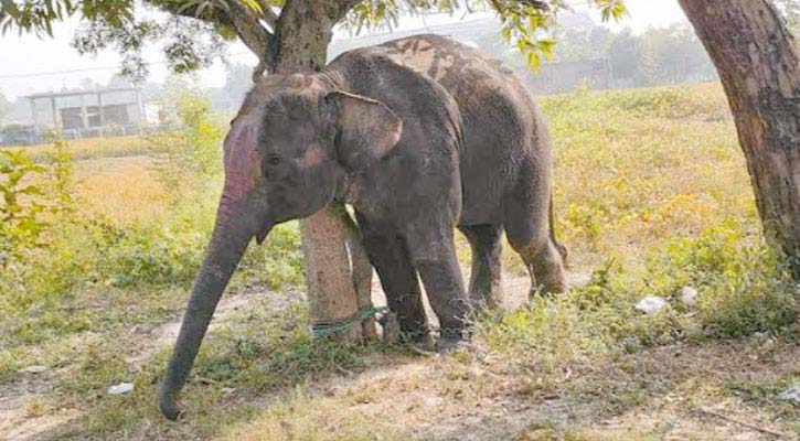 চাঁপাইনবাবগঞ্জে হাতির আক্রমণে নিহত ২