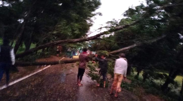 ঘূর্ণিঝড় মিধিলি: ফেনীতে গাছ পড়ে সড়কে যান চলাচল ব্যাহত