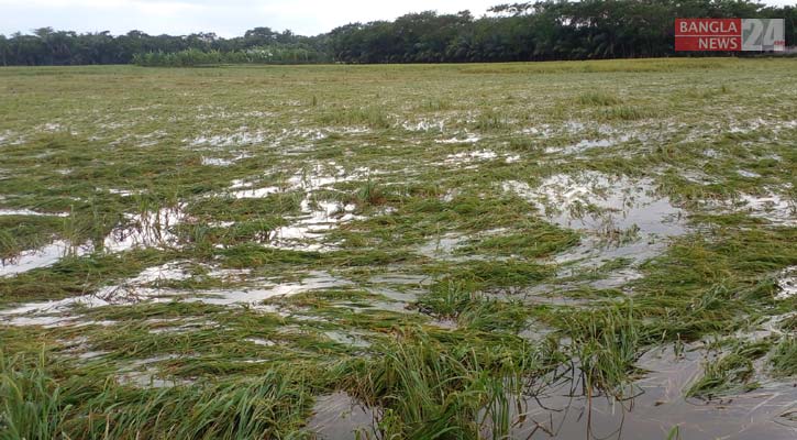 বৃষ্টির পানিতে ভাসছে কৃষকের স্বপ্ন