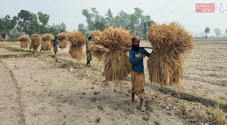 বগুড়ায় রোপা-আমনের বাম্পার ফলন