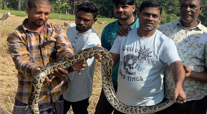 ধানের গাদায় লুকিয়ে ছিল ‘নির্বিষ’ অজগর