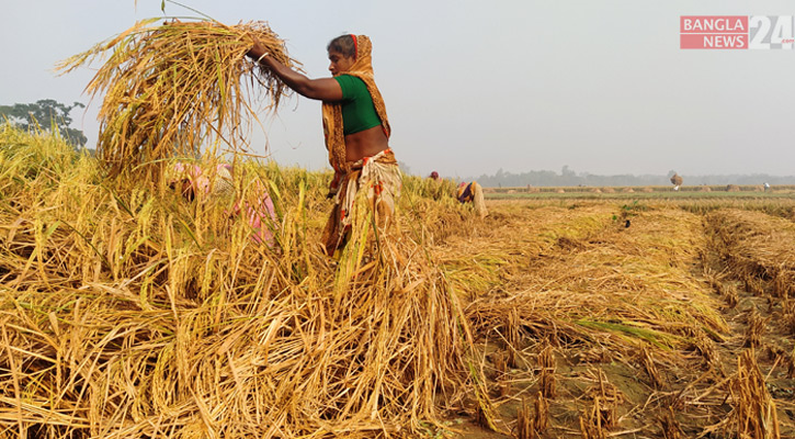 ঘূর্ণিঝড় মিগজাউম: পাকা ধান নিয়ে দুশ্চিন্তায় উপকূলের মানুষ