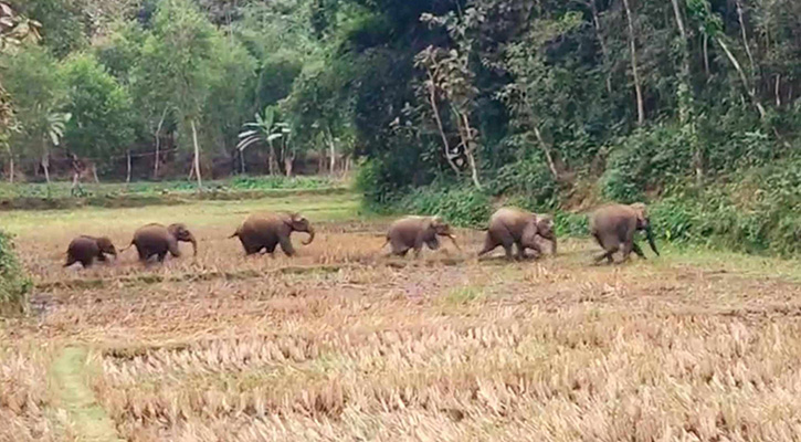 দিনভর চেষ্টার পরও তাড়ানো গেল না বন্যহাতির পাল