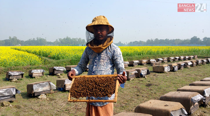 টাঙ্গাইলে মৌমাছি চাষে ব্যস্ত চাষিরা