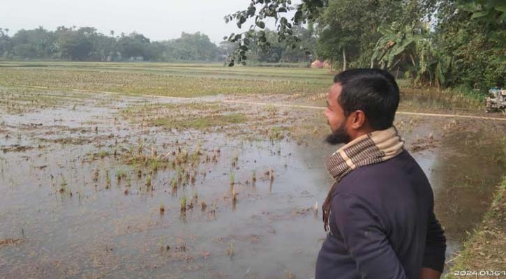 কেন্দুয়ায় ১ একর জমিতে চাষাবাদে বাধা, বিপাকে কৃষক