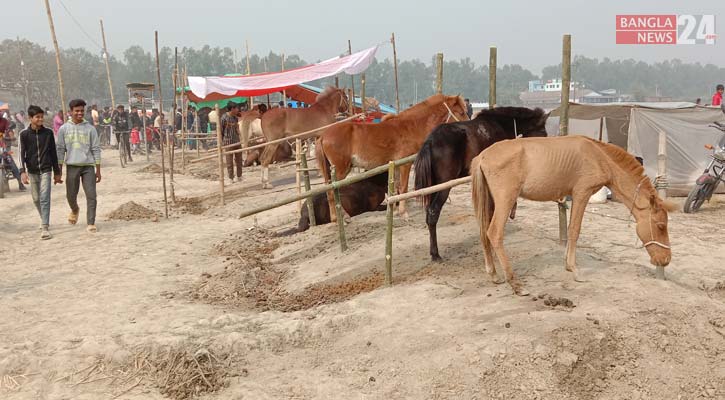 যে মেলায় খাসির দামে মিলছে ঘোড়া