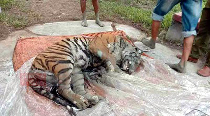 সুন্দরবনের খালে ভাসছিল বাঘের মৃতদেহ